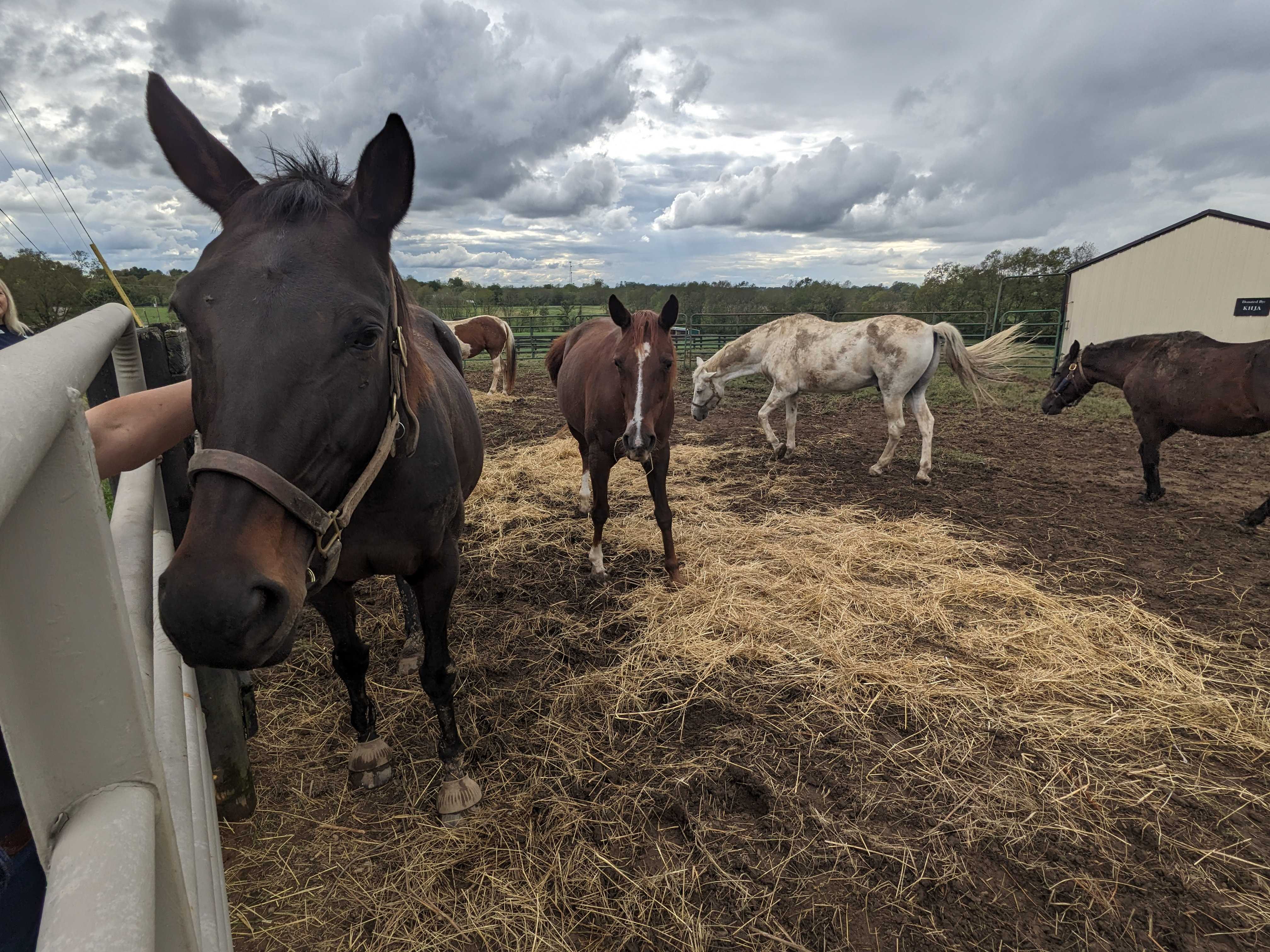 Kentucky Equine Adoption Center