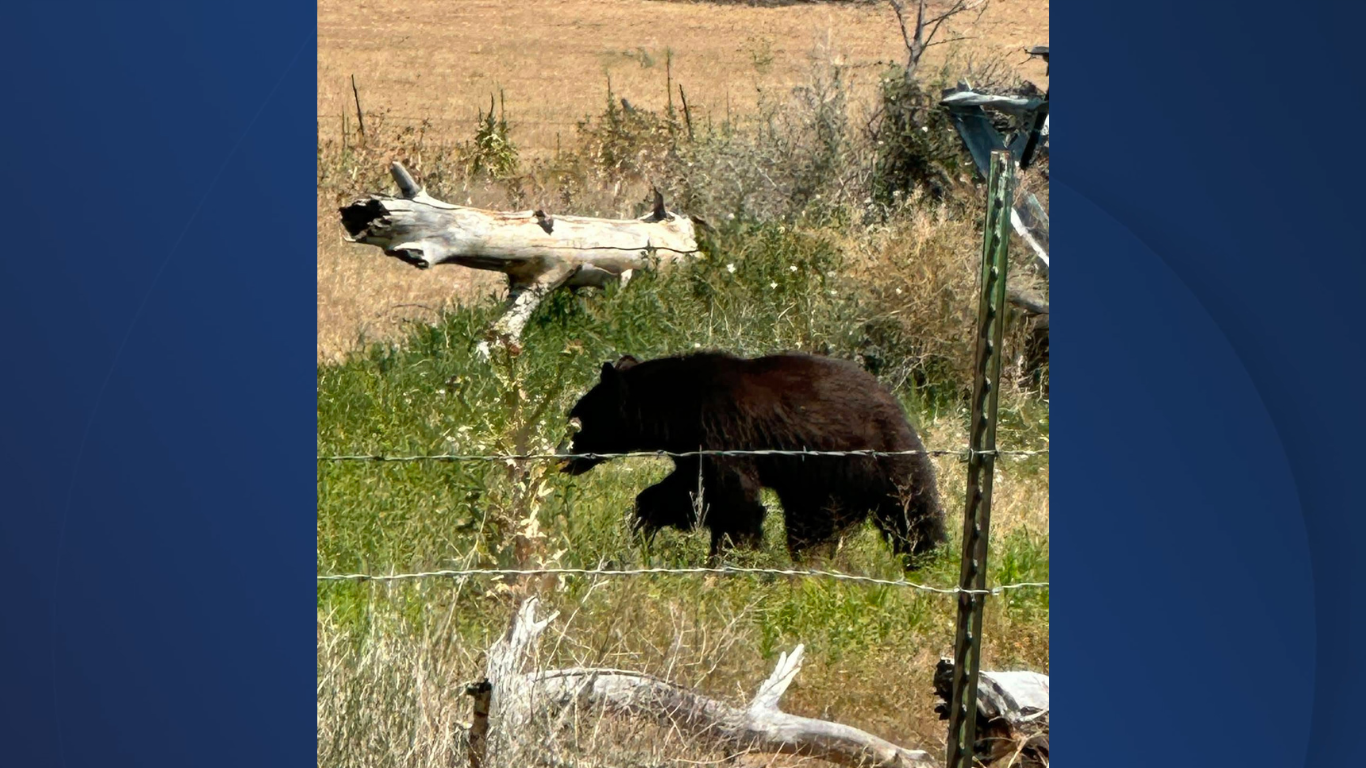 Bear sighting