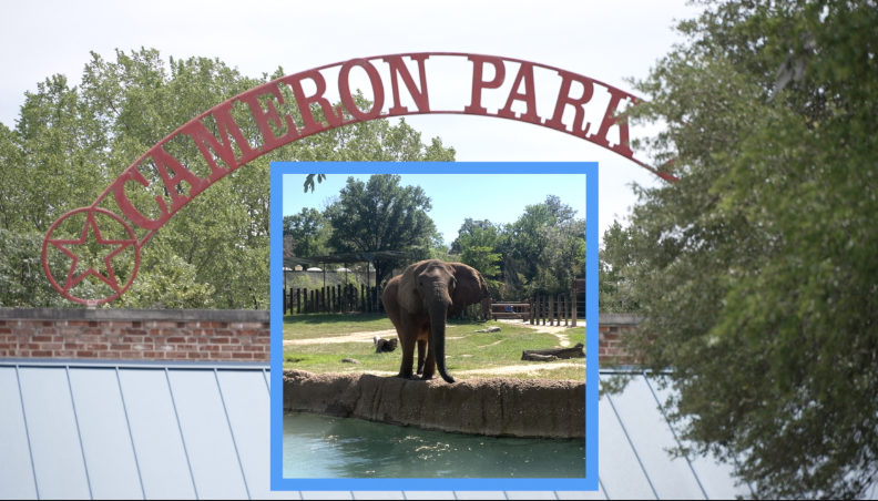 Cameron Park Zoo Elephant