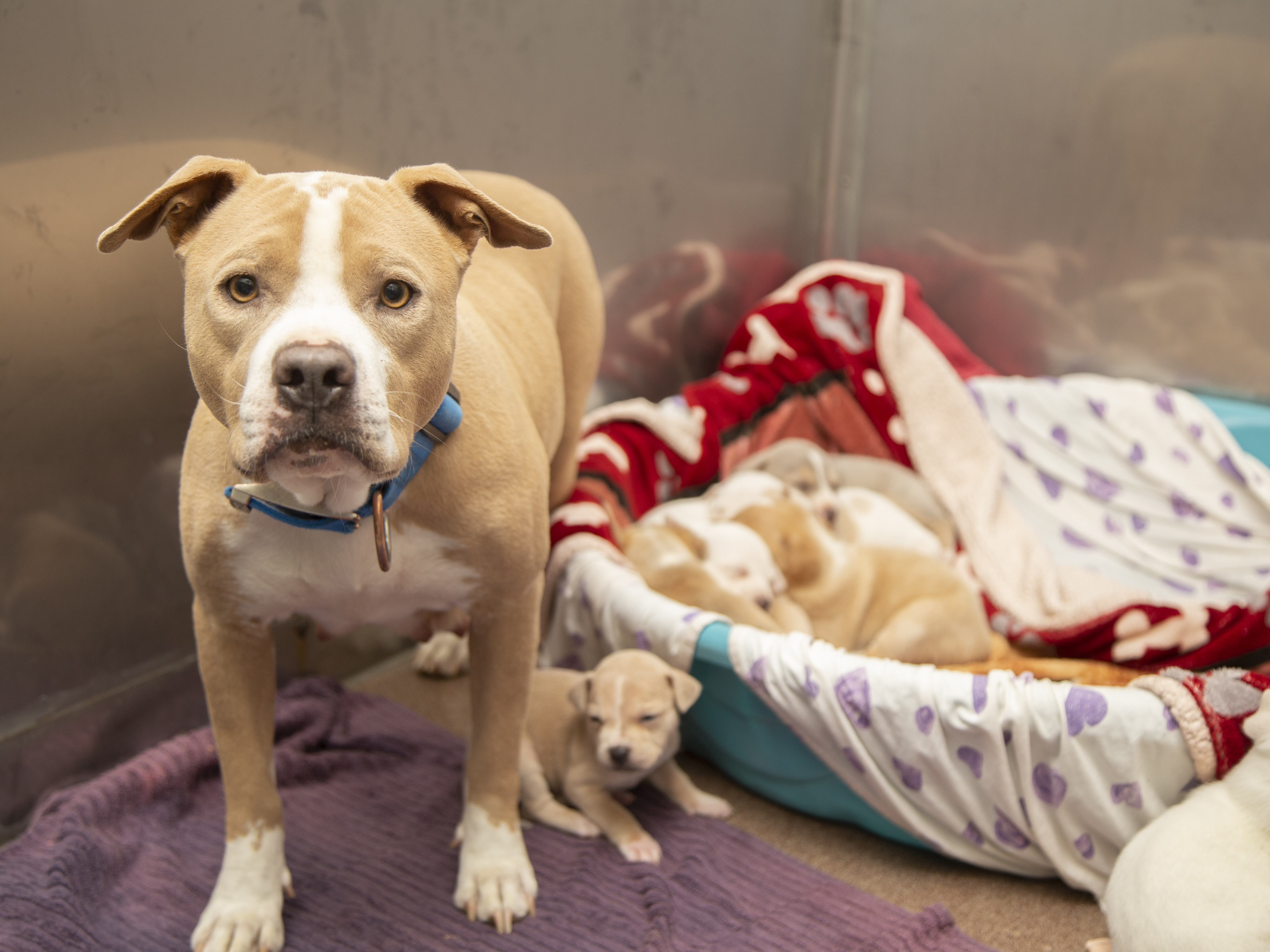 Cupid and Her Valentines