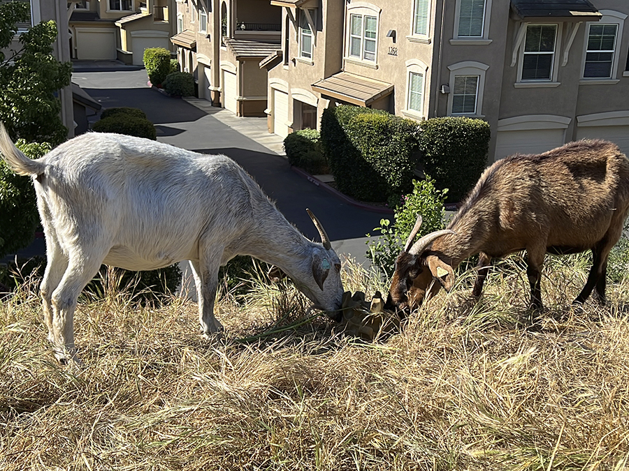Wildfires Grazing Goats