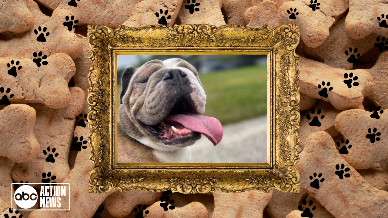 Rescues in Action: Mrs. Rosie Russet