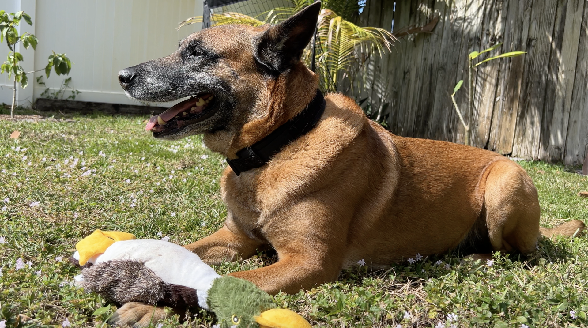 Belgian Malinois named Abel.png