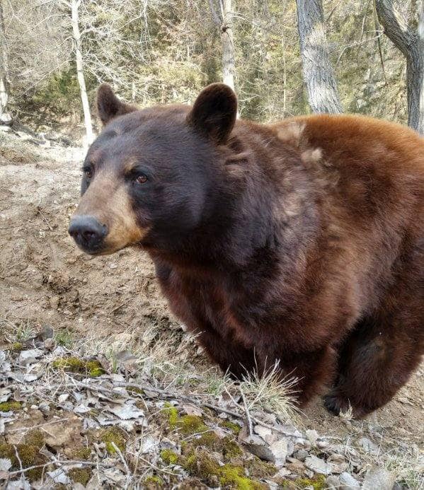 Cinnabuns Bear
