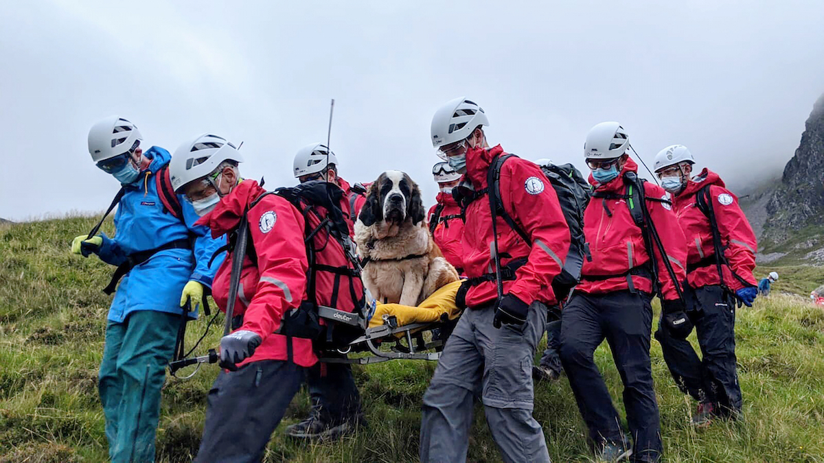 Daisy the St. Bernard recovers from her mountain ordeal