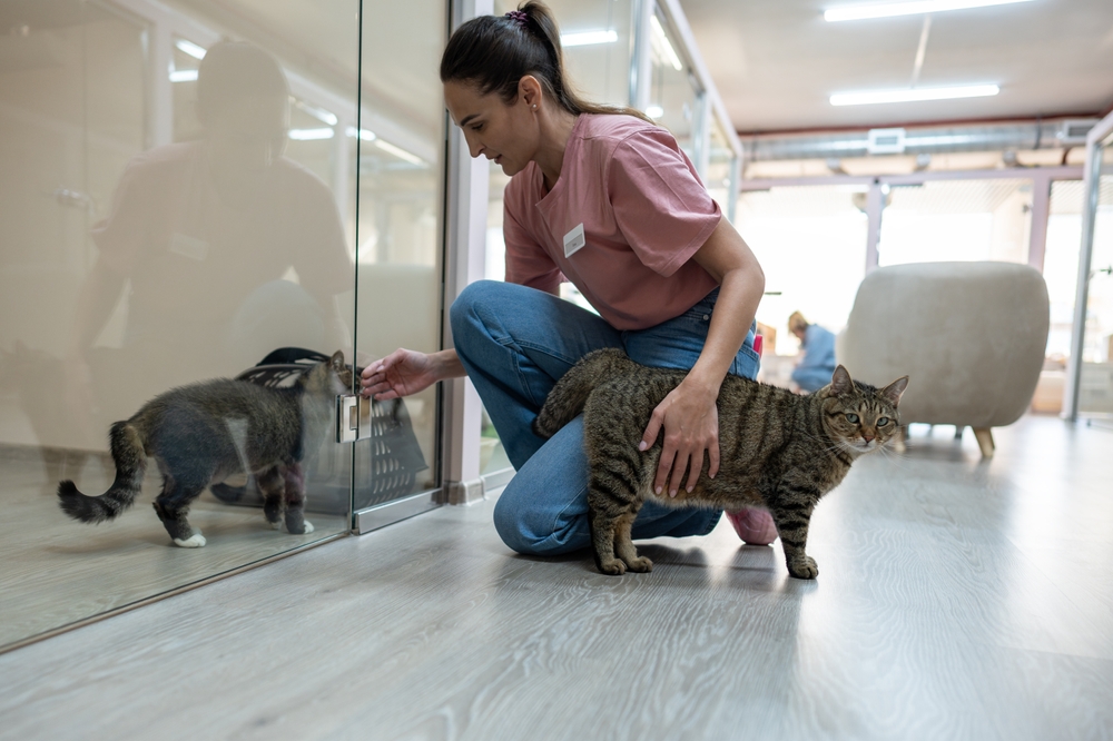 Cats at an animal shelter.