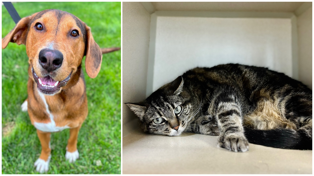 Pets Of The Week: Tira and Cami