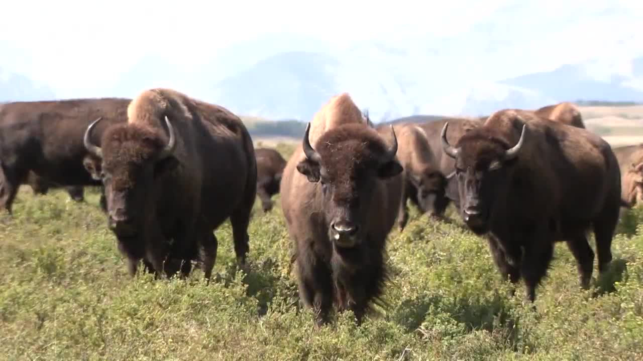 blackfeet bison