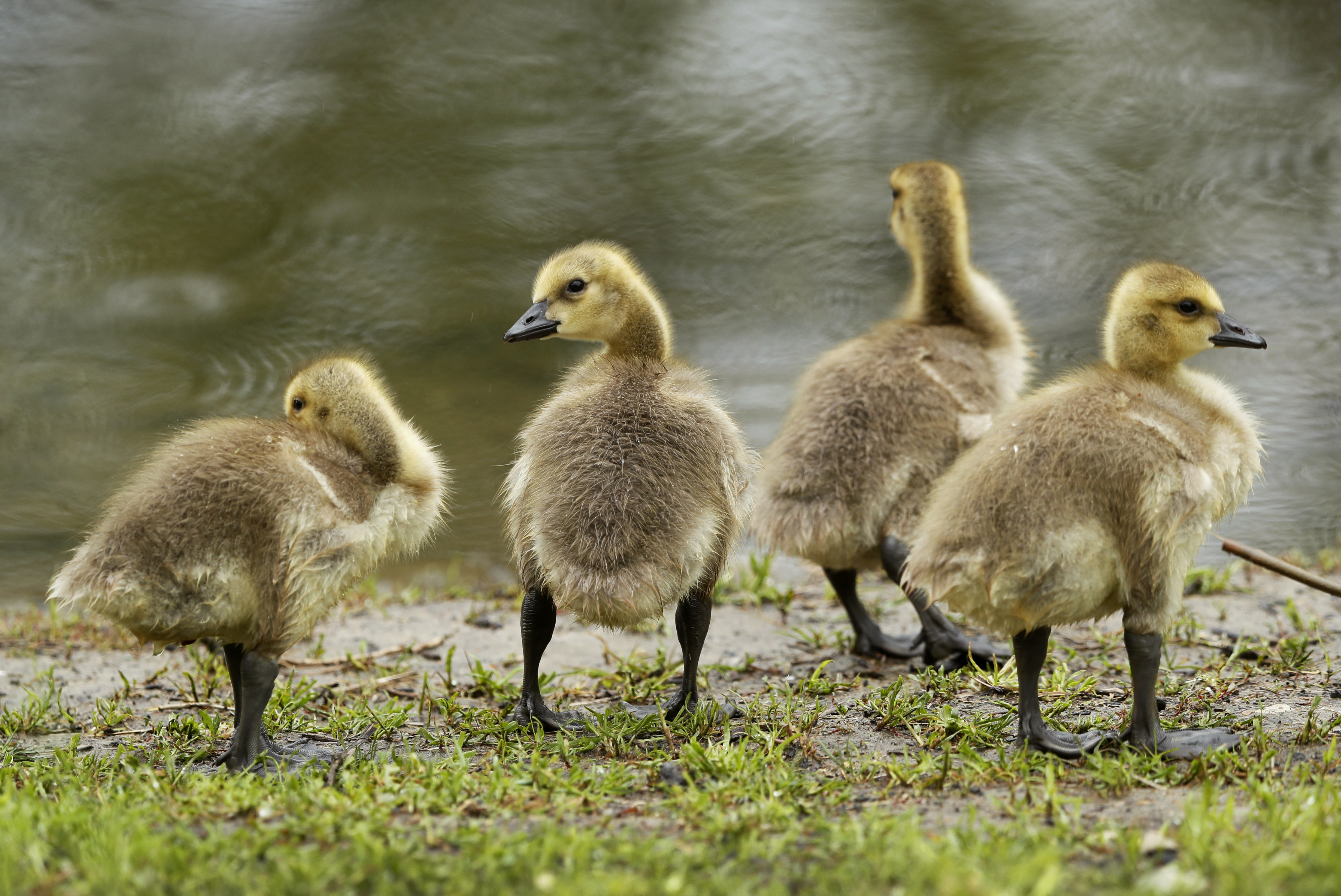 Baby geese 