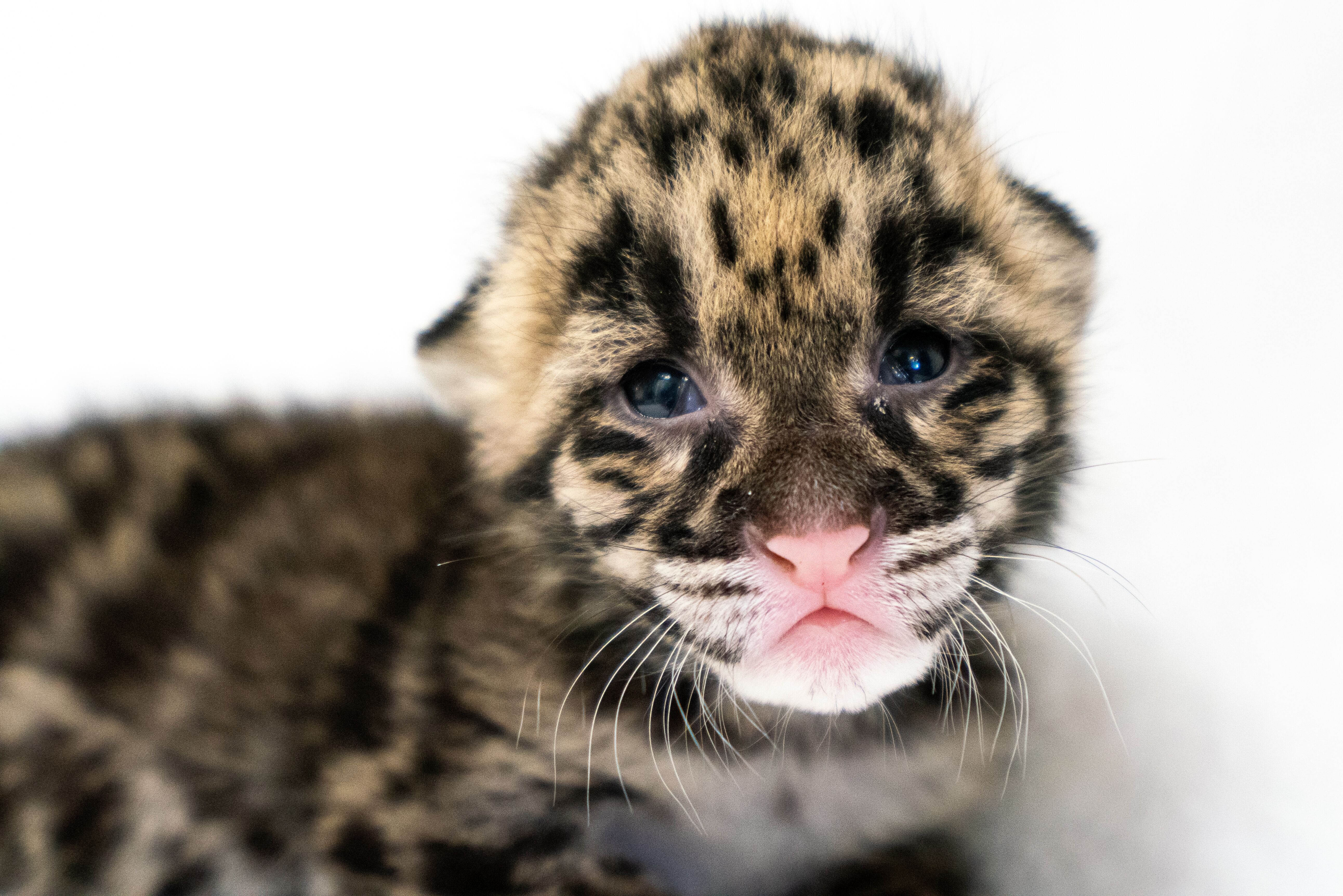 Clouded leopard Blake W. Smith.jpeg
