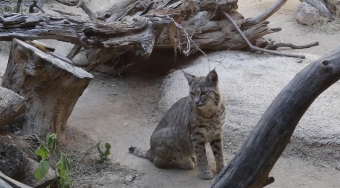 Desert Museum