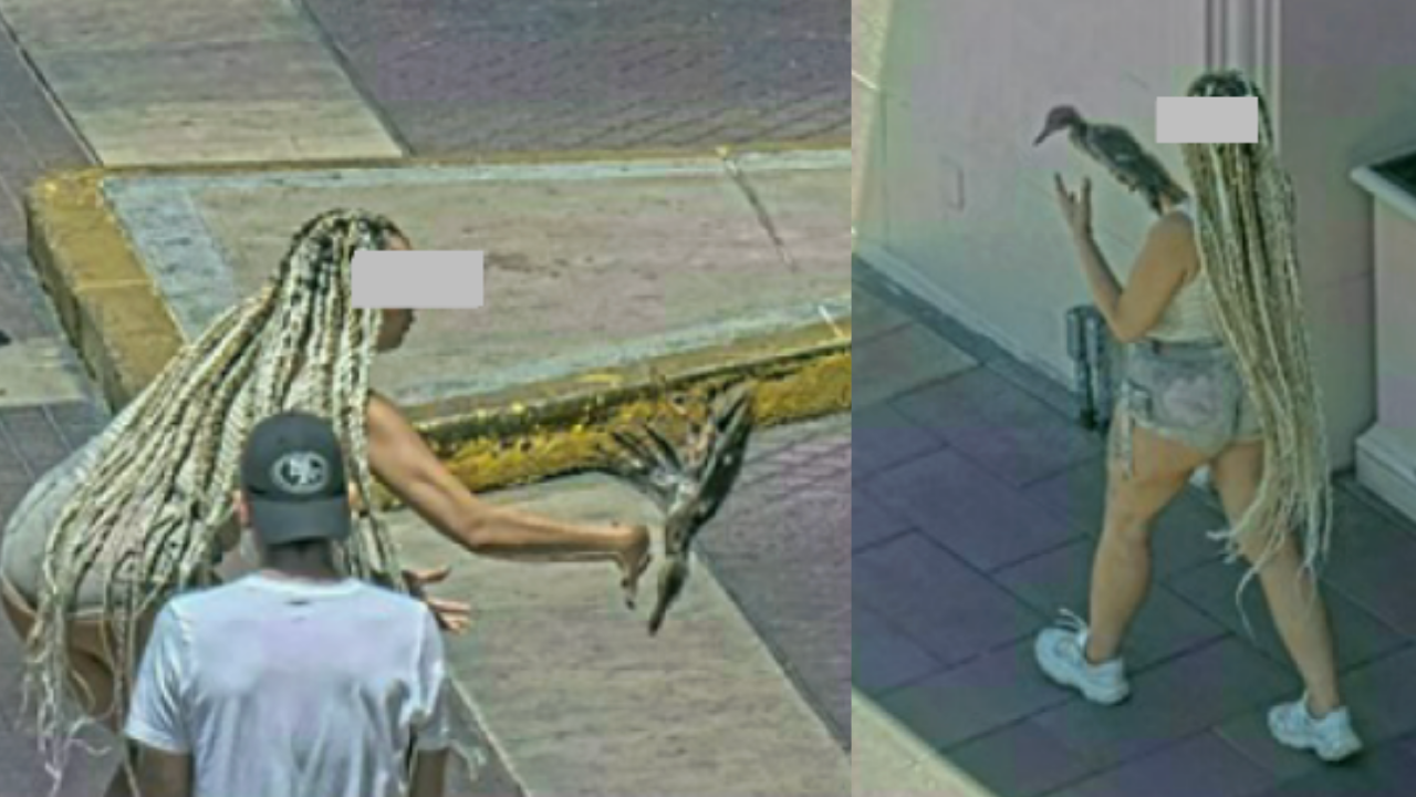 Woman facing charges for grabbing, hurting duck from Venetian Fountain, LVMPD says