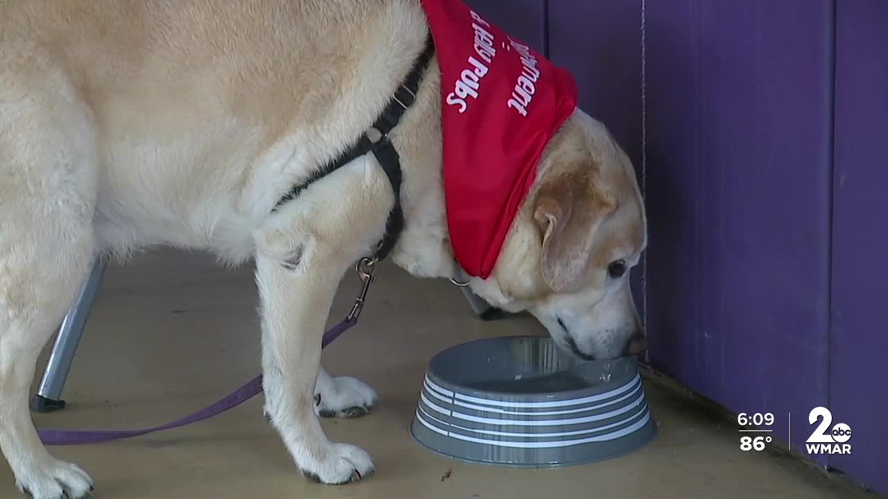 Beloved therapy dog carmen retires after eight years helping children at Saint Vincent's Villa