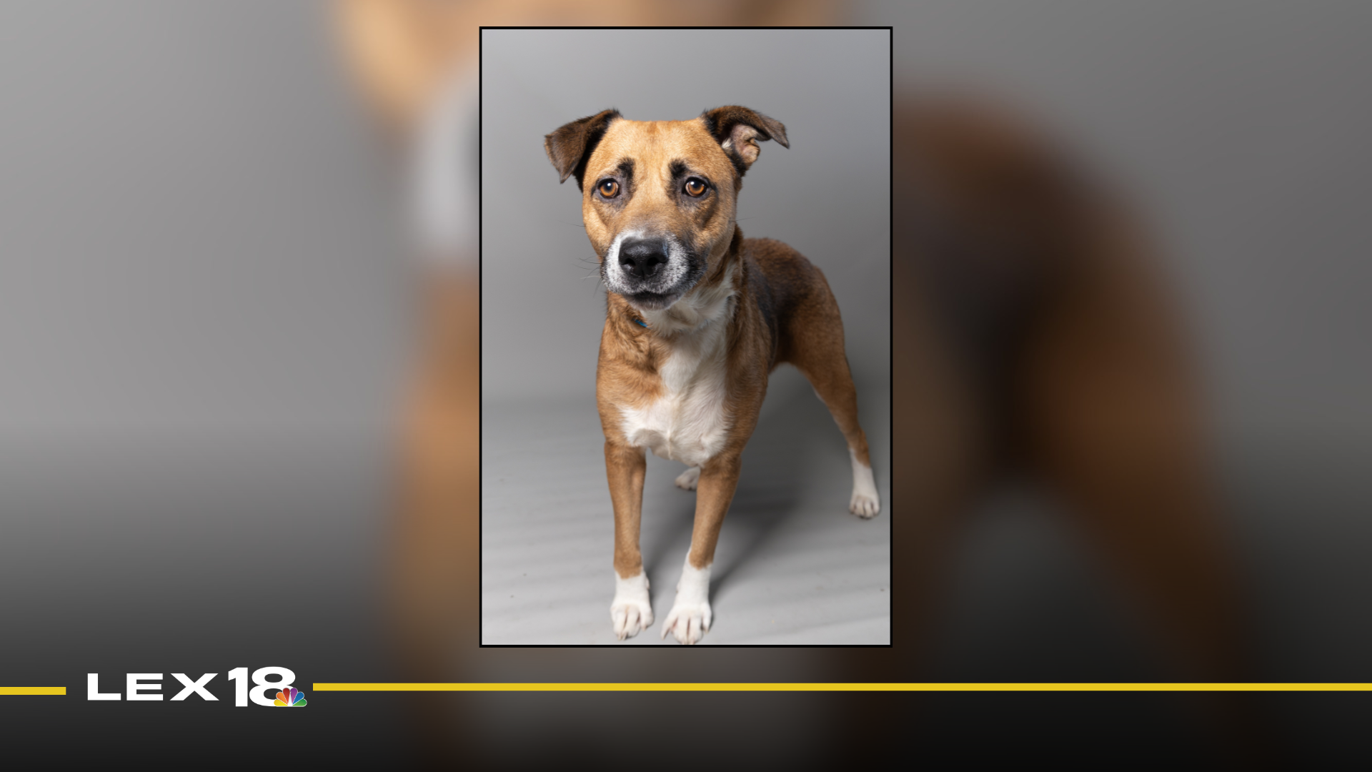 Featured Image Custom Edit (13).png