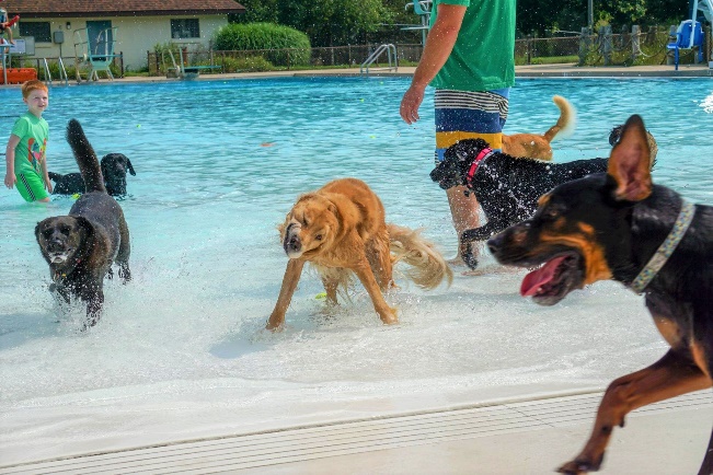 dog swim.jpg