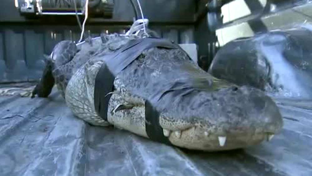 An 80-year-old South Florida man took it upon himself to catch an alligator that slithered into his Southwest Miami-Dade backyard on April 16, 2019.