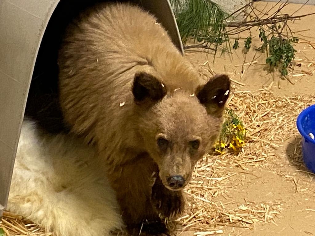 orphaned bear 1