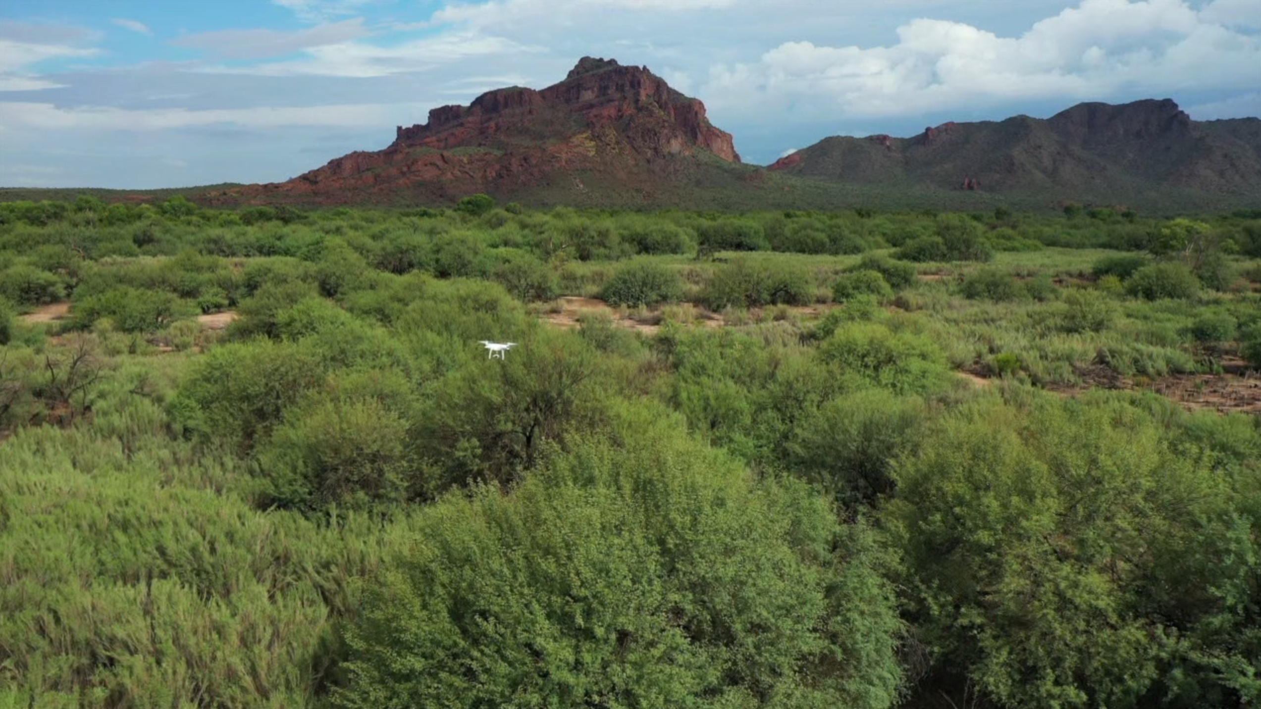 Drones and A.I. hunting down invasive plants at Salt River