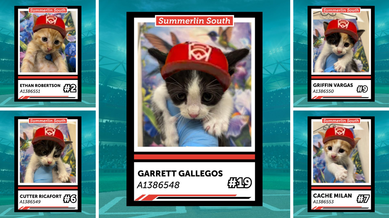 Summerlin South All-Stars inspire kitten litter names