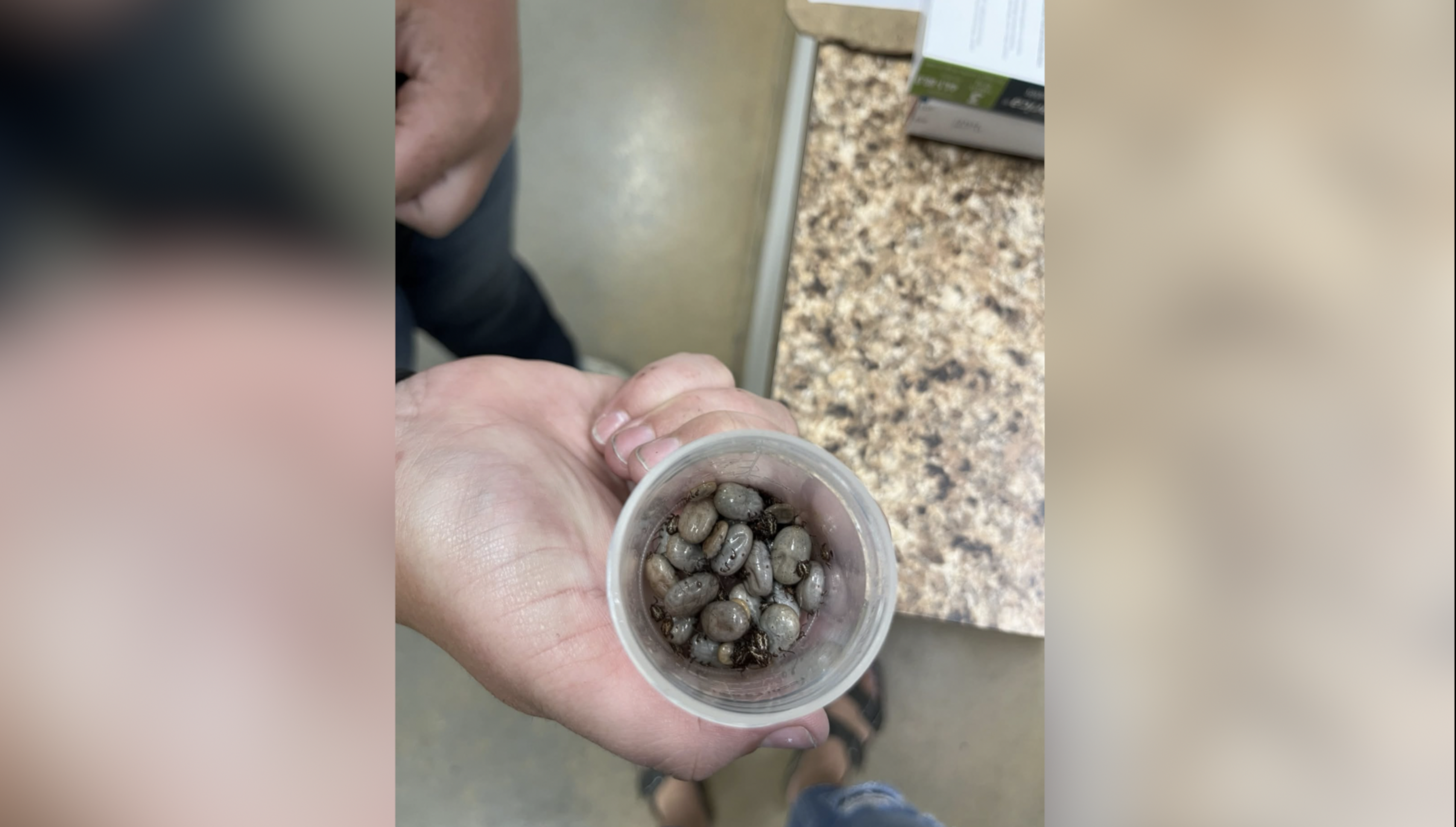 TICKS INCREASE IN EAGLE.png