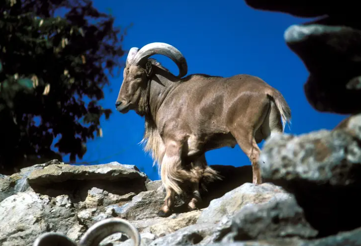 Barbary sheep, also known as Aoudad sheep, were introduced to Texas from their native habitat in North Africa mid-20th century. Popular among hunters, considered an invasive species by farmers and ranchers, the Texas Legislature has added them to the list of animals that can be hunted helicopters, along with feral pigs and coyotes.