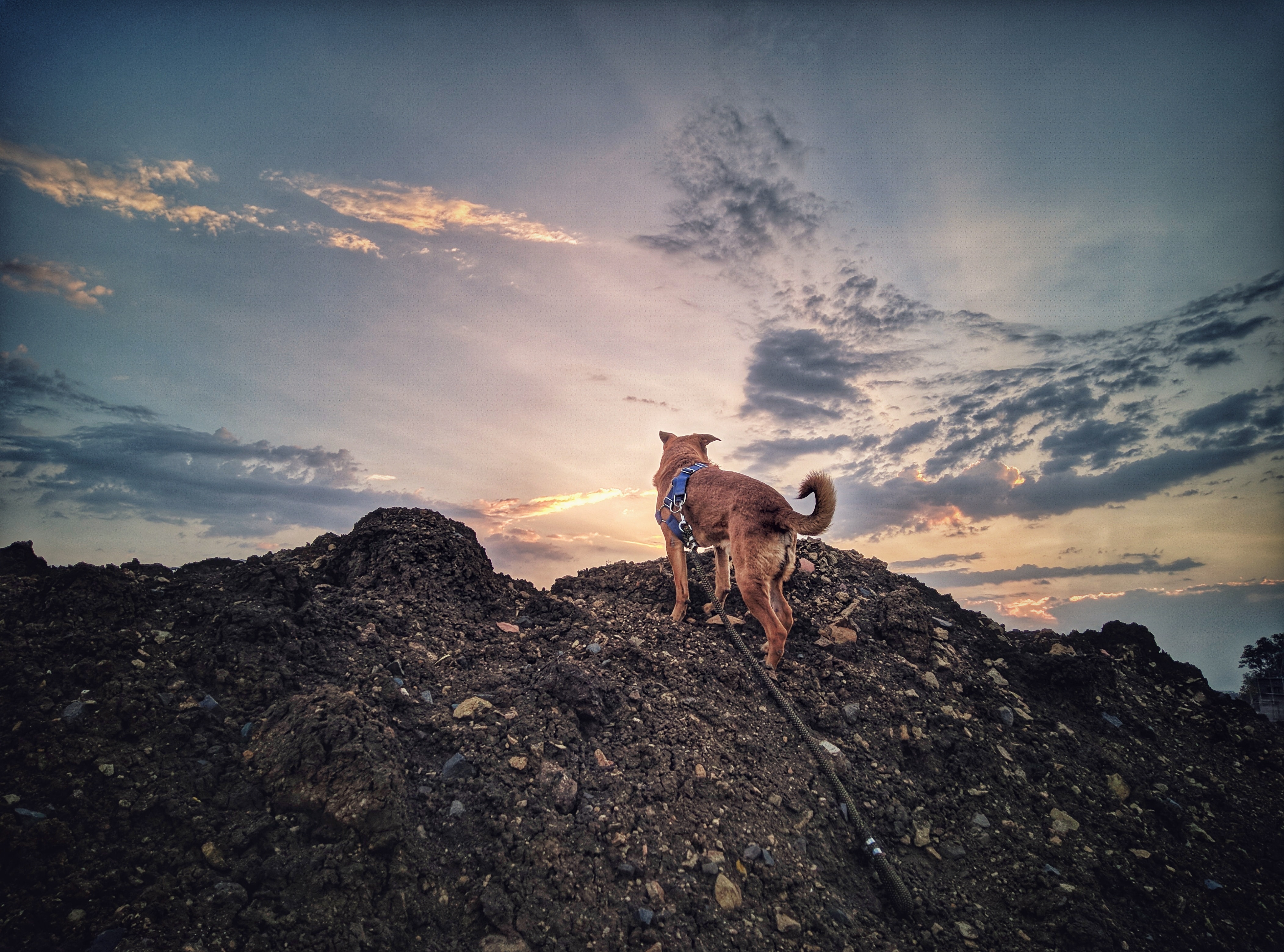 Dog on mountain