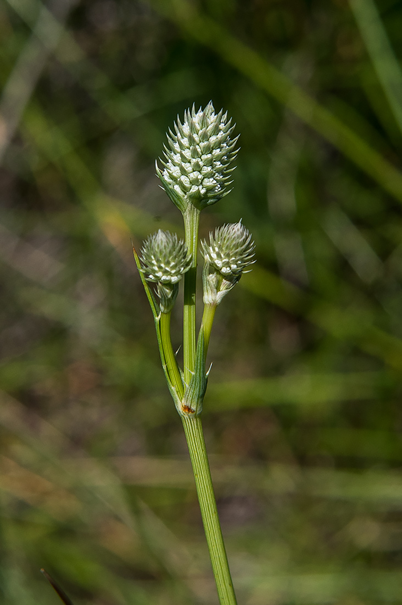 Arizona-Rare Wetland Plant