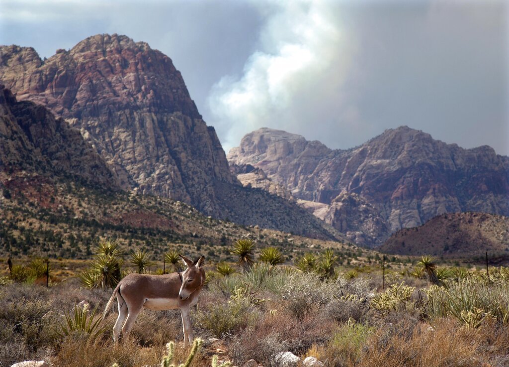 Burro Roundup-Lake Mead