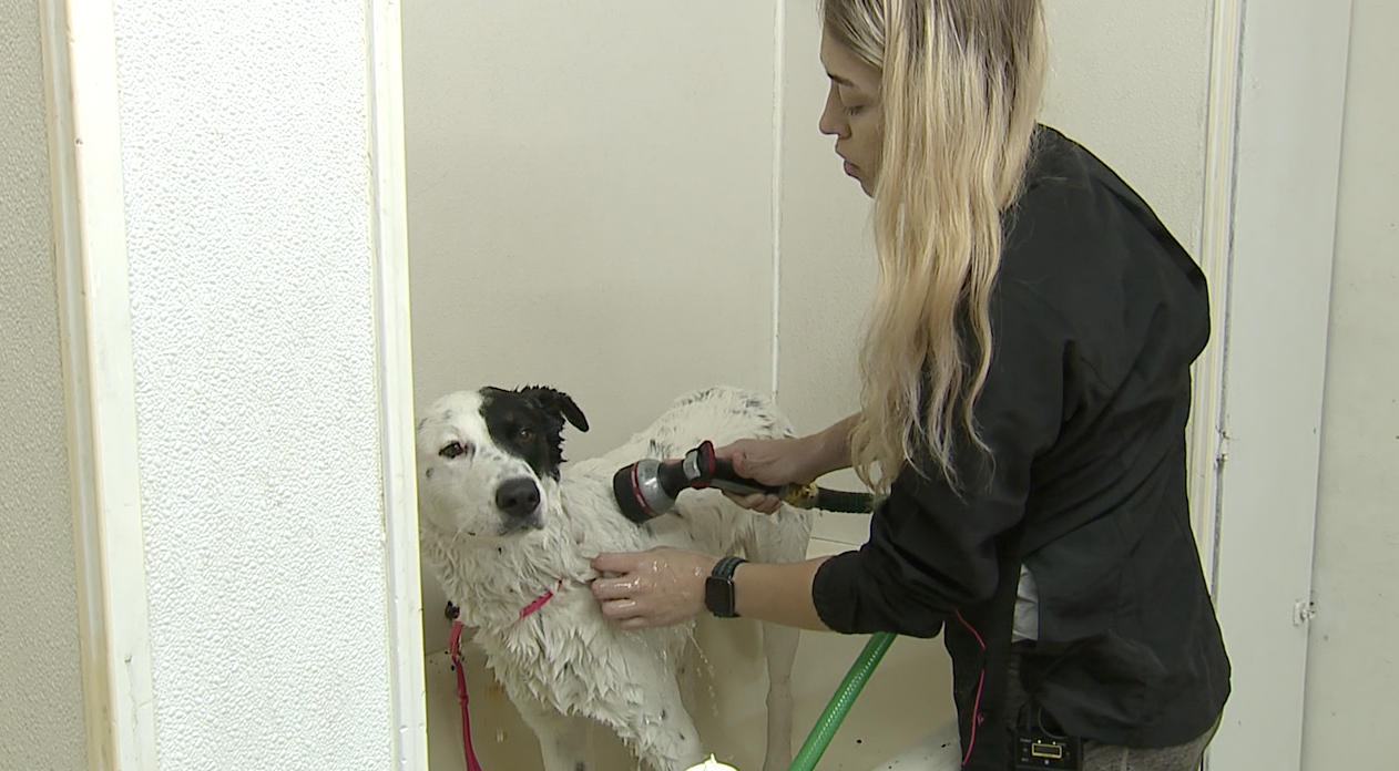 SAFE HAVE dog grooming 