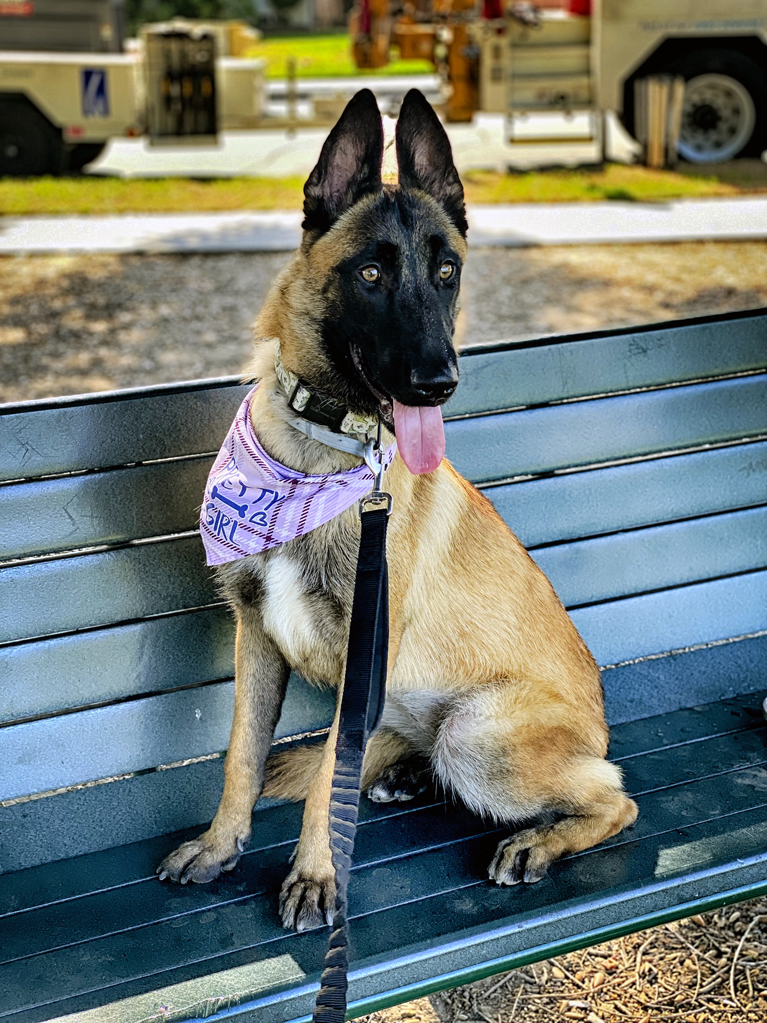 Dog Deaths Trainer