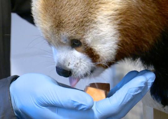 John Ball Zoo Red Pandas