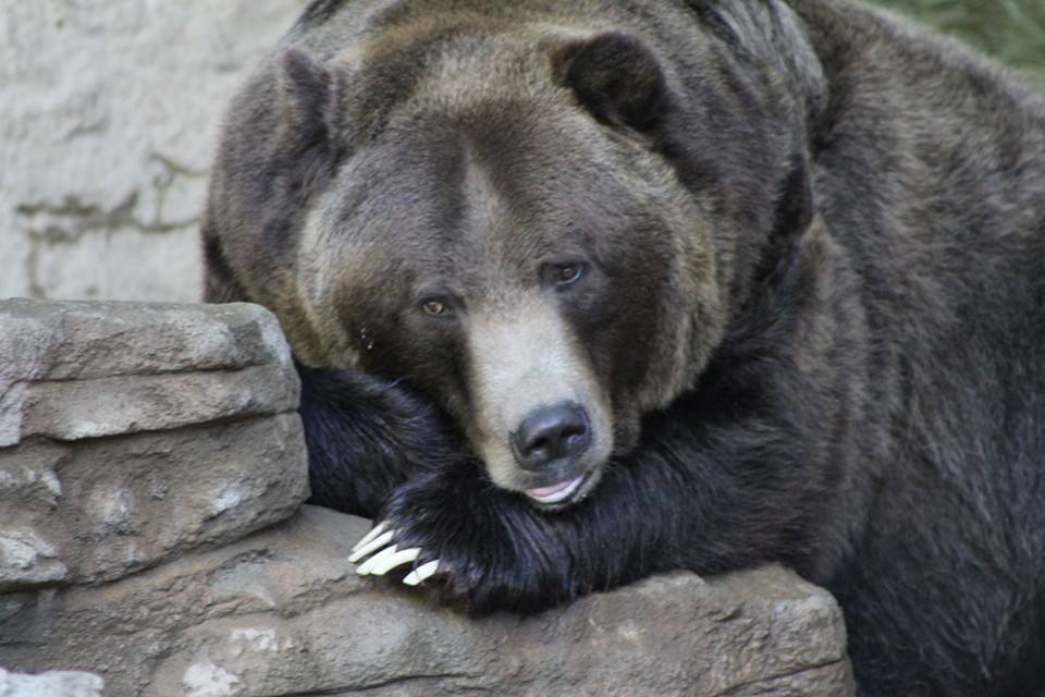 Grizzly bear at Denver Zoo 