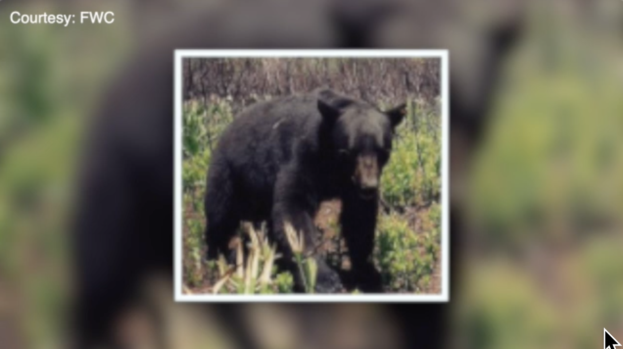 Wild animal safety