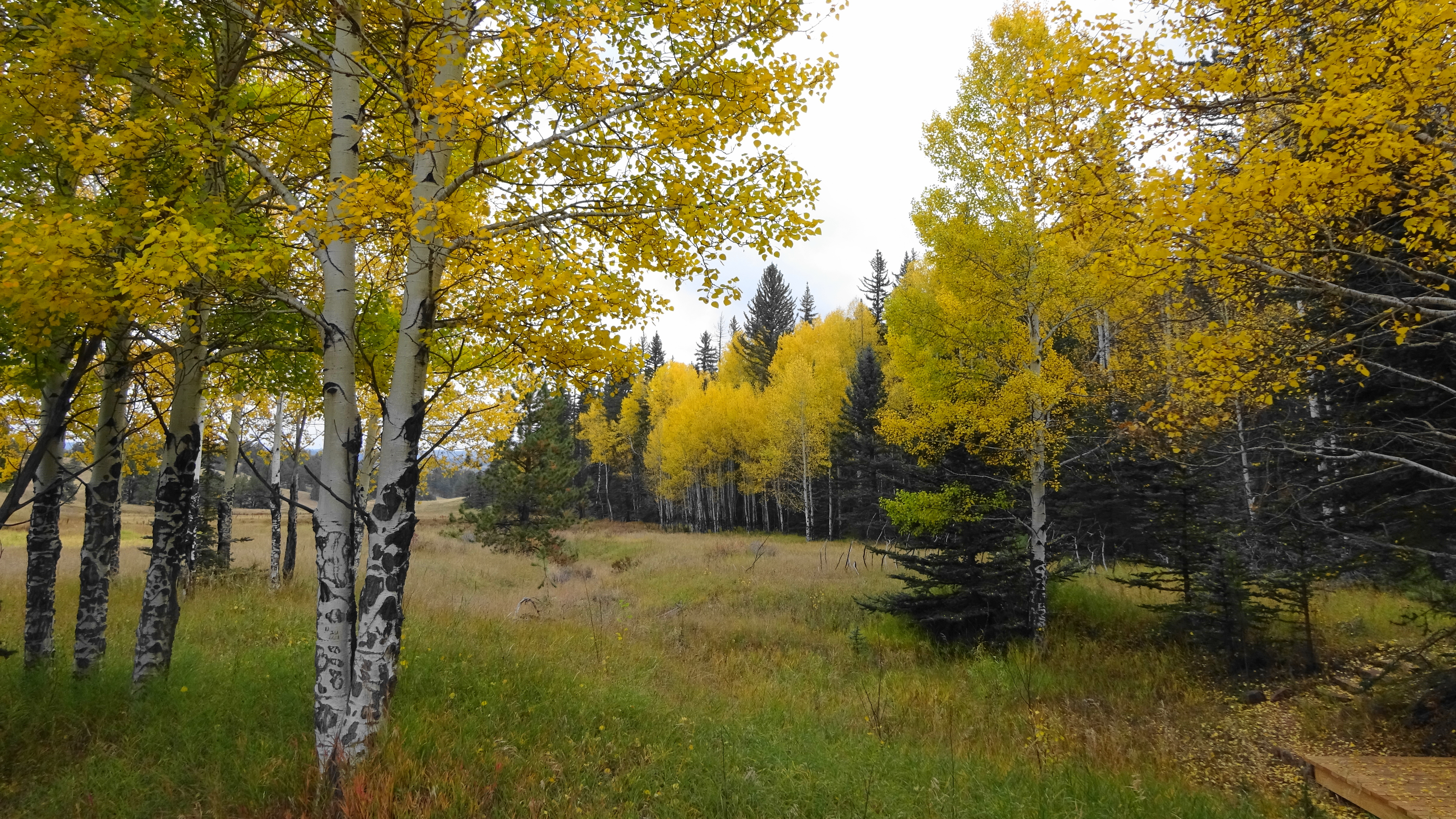 Linda Watkins Florissant Fossil Beds
