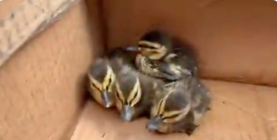 Lakewood police duckling rescue