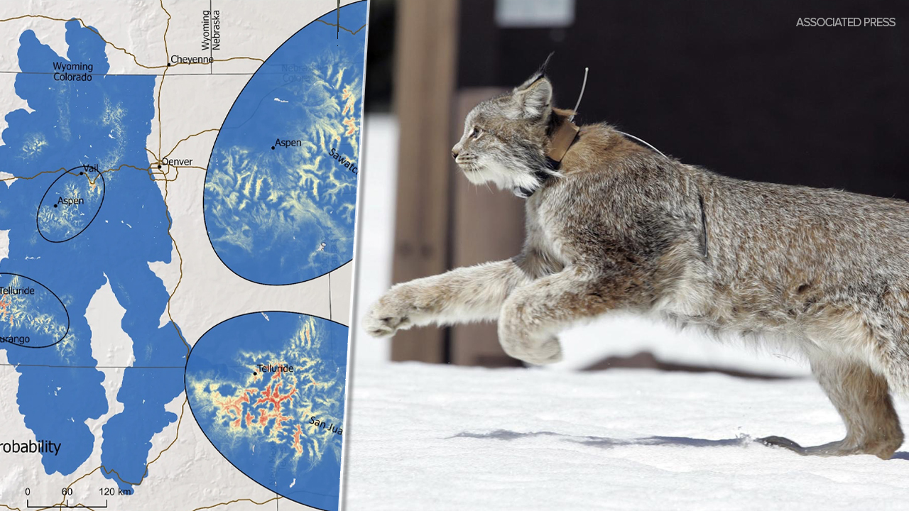 canada lynx habitat study.jpg
