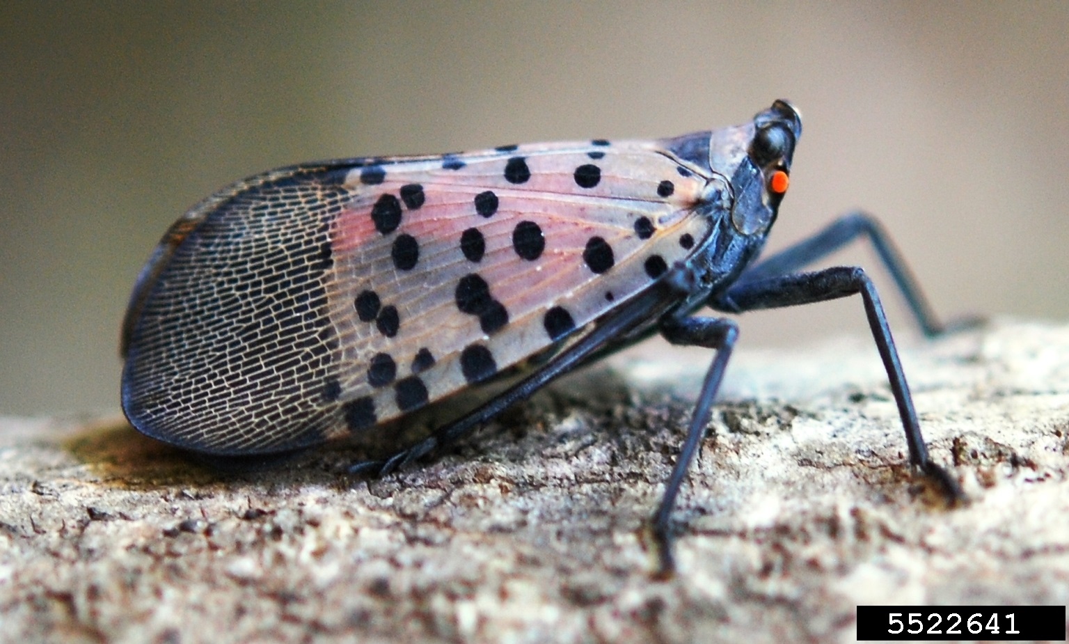 SLF folded wings.jpg