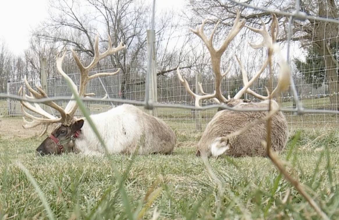 Reindeer Ranch in Oshtemo Township 