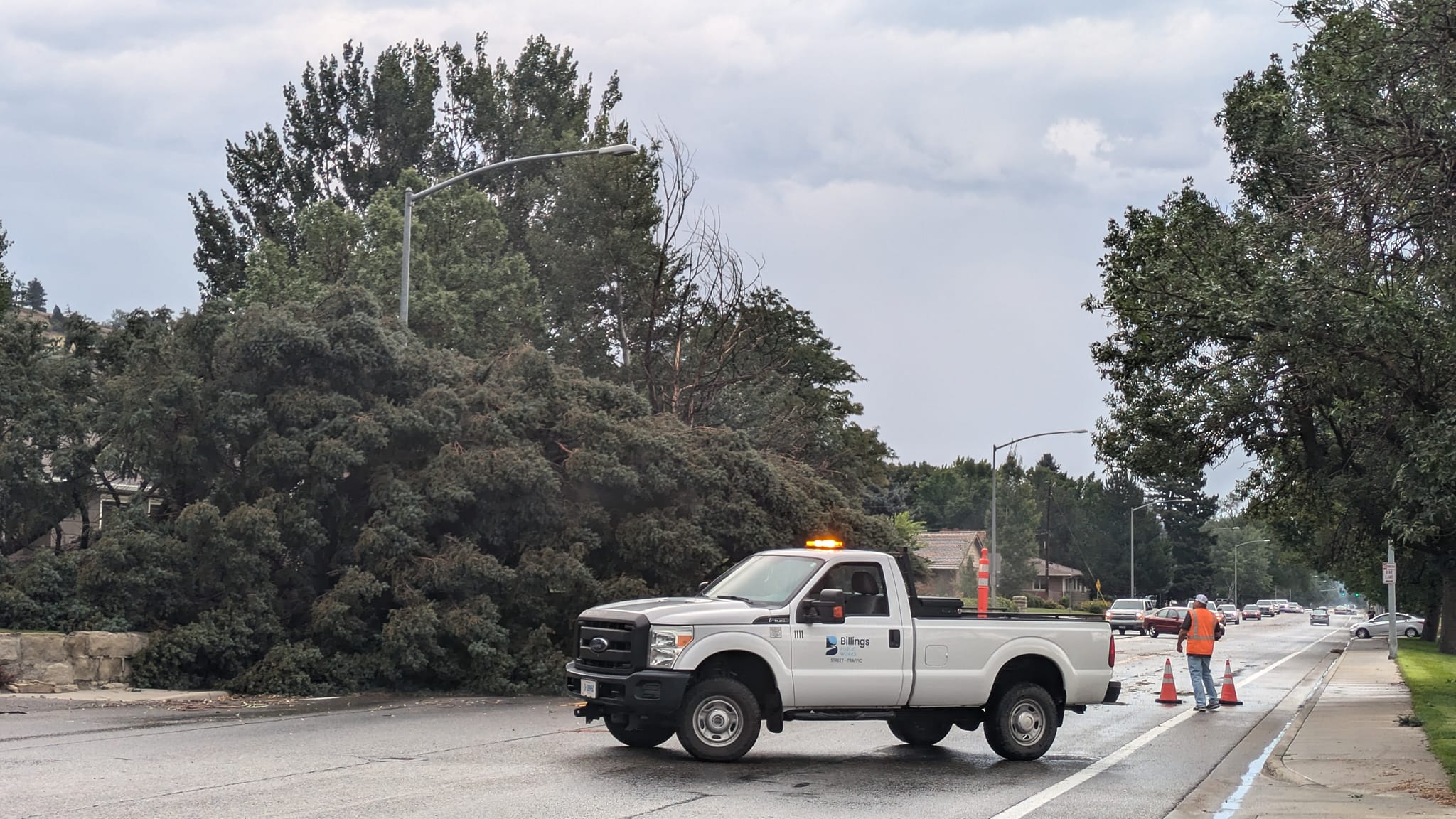 public works trees.jpg