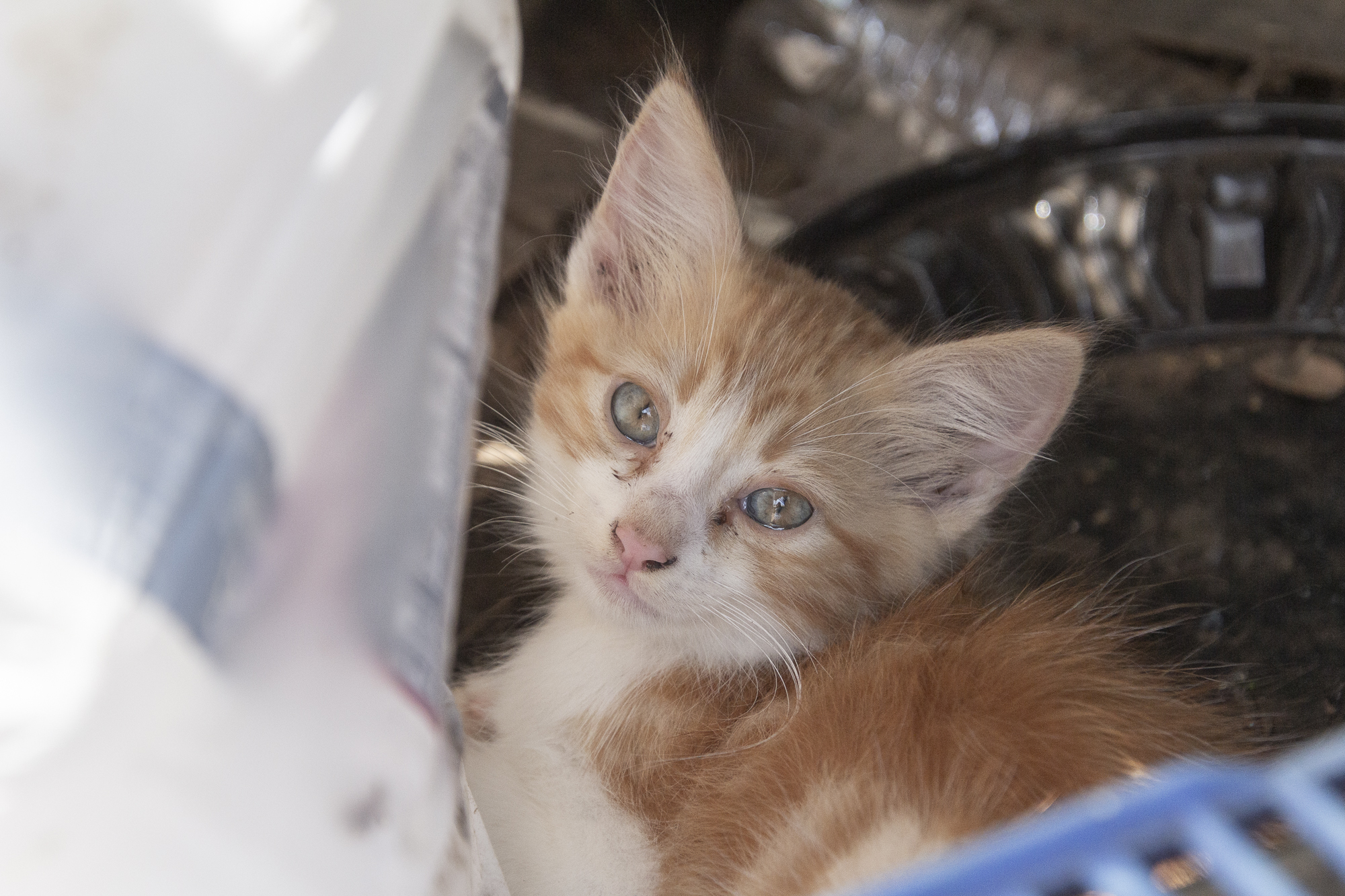 CatSurrender_san diego humane_1.JPG