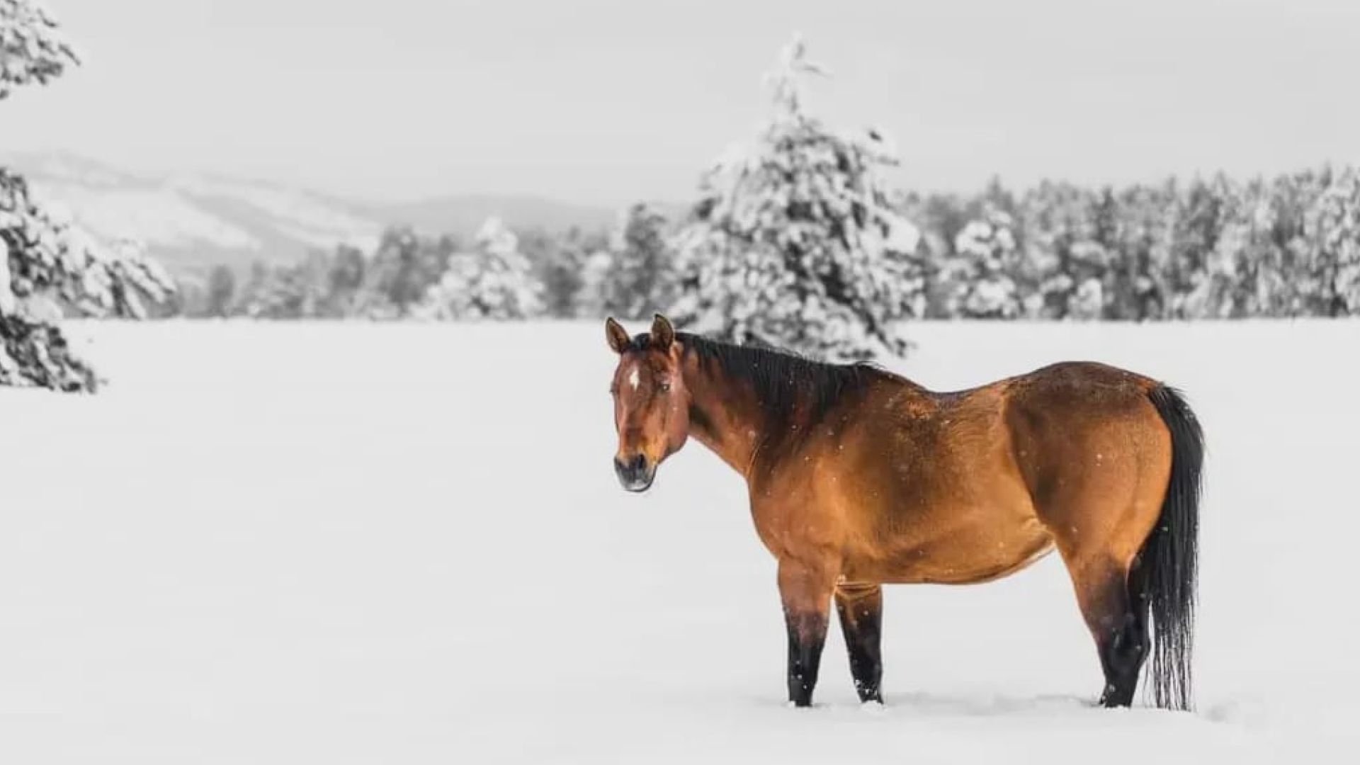 Horses in the snow