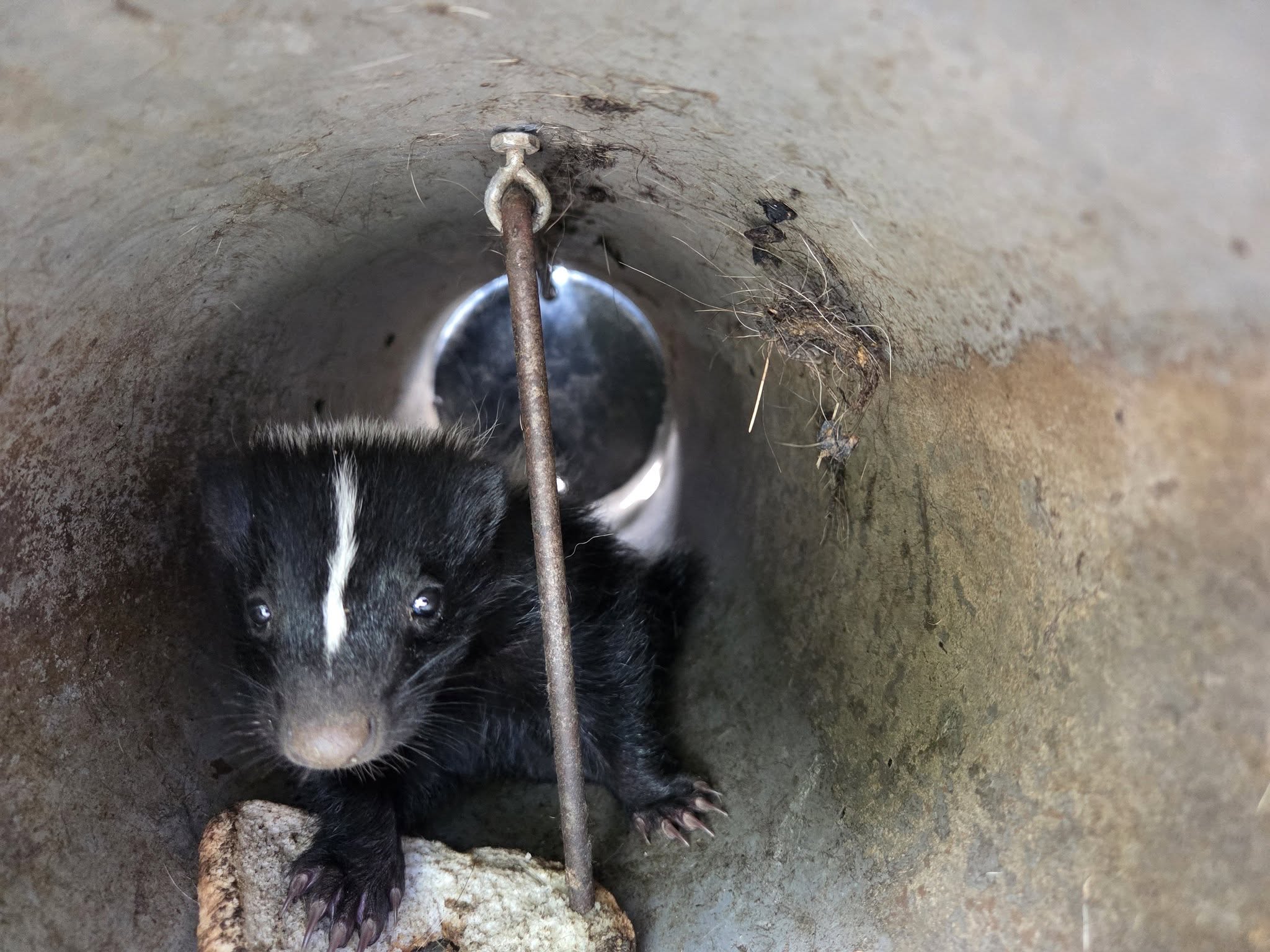 Skunk found under Helena shed