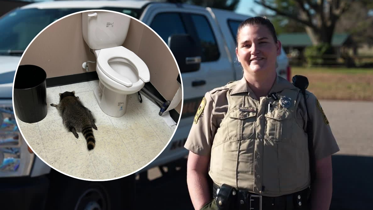 Officer shares story after rescuing drunk raccoon