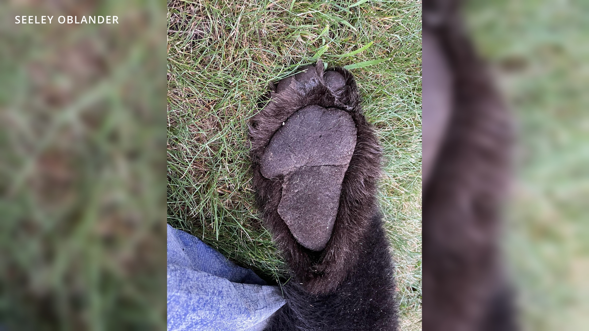 A photo of the bear's paw