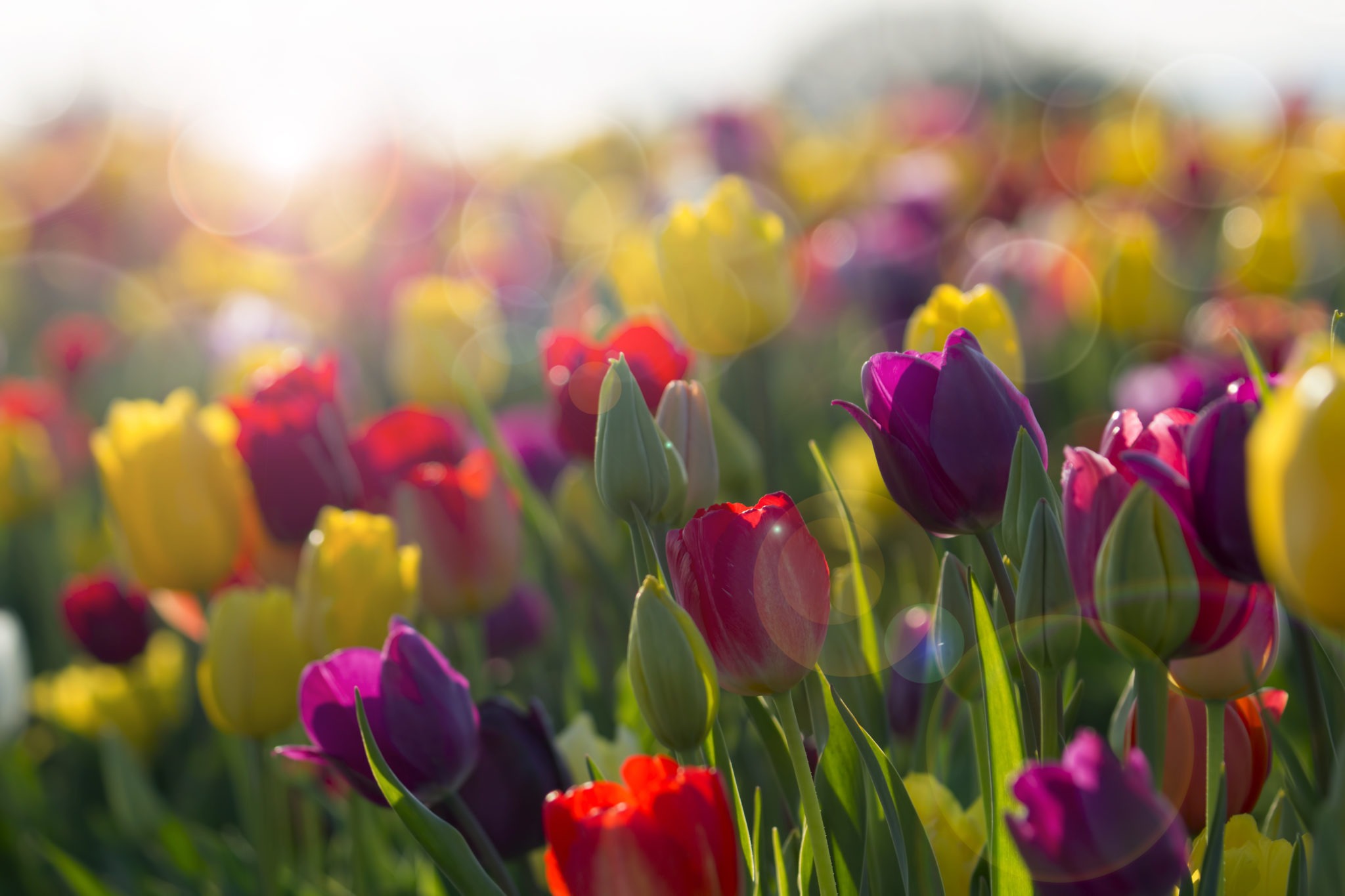 tulip time