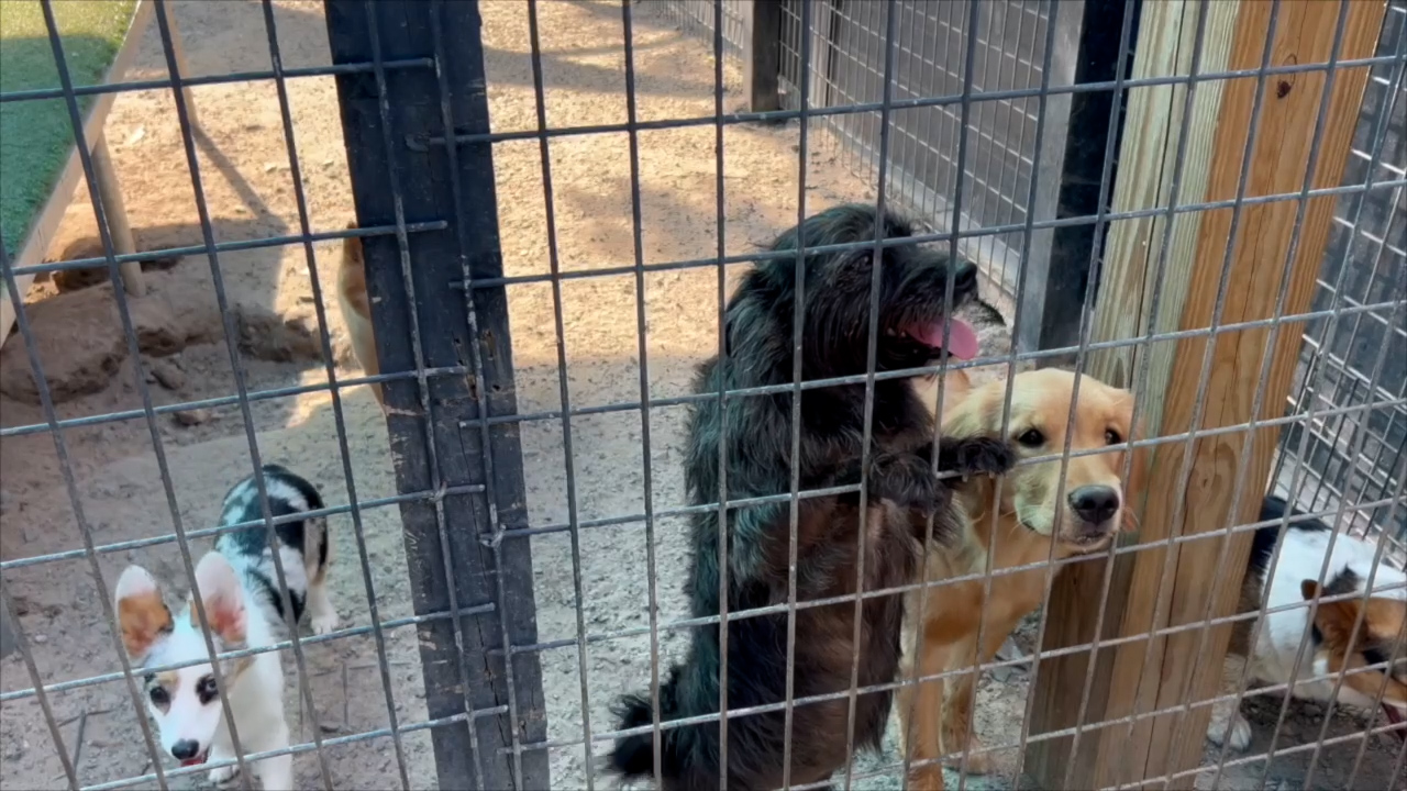 FL CAP - PUPPY MILL BILL - SOTVO.mp4.00_00_23_13.Still001.jpg