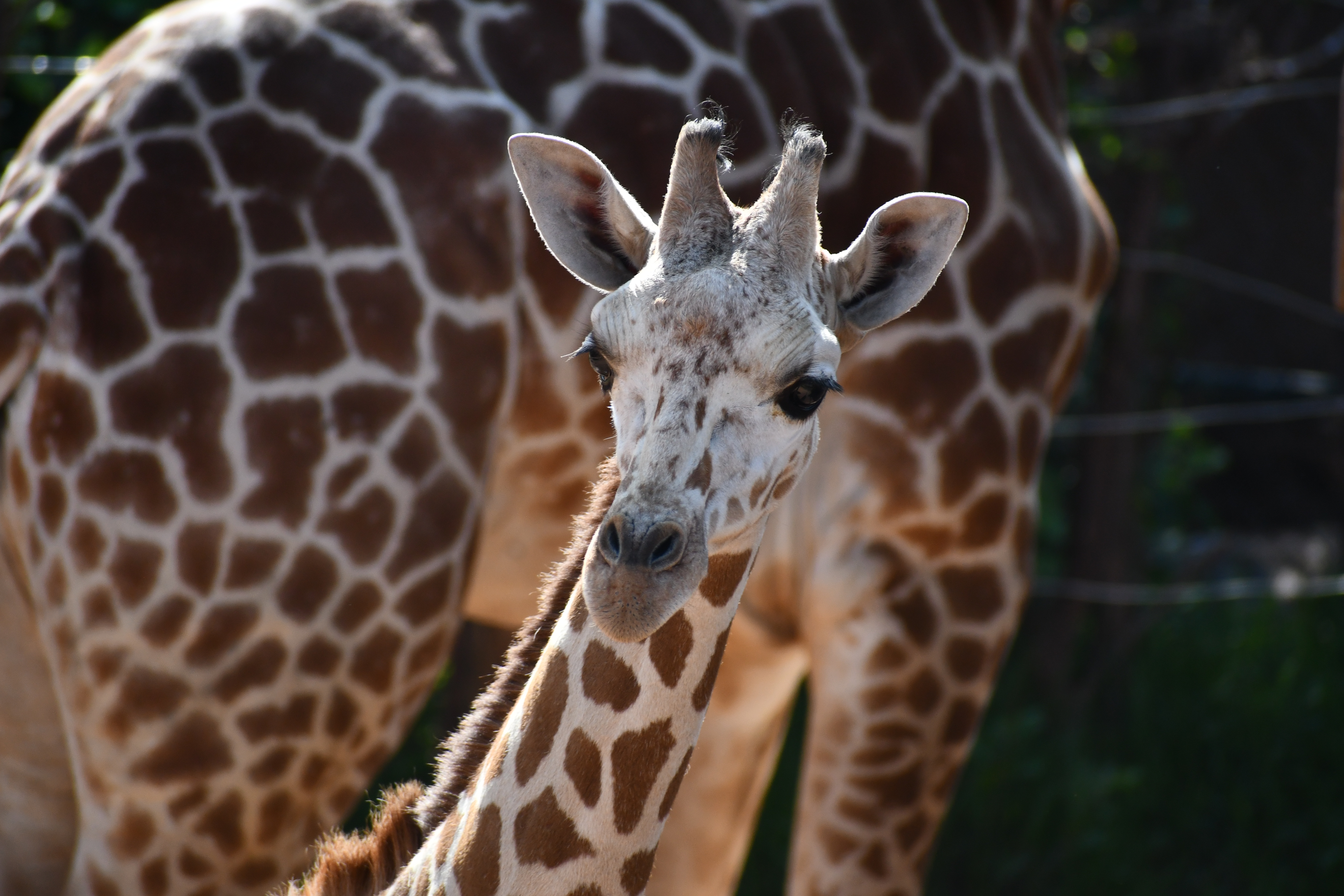Giraffe Cheyenne Mountain Zoo 