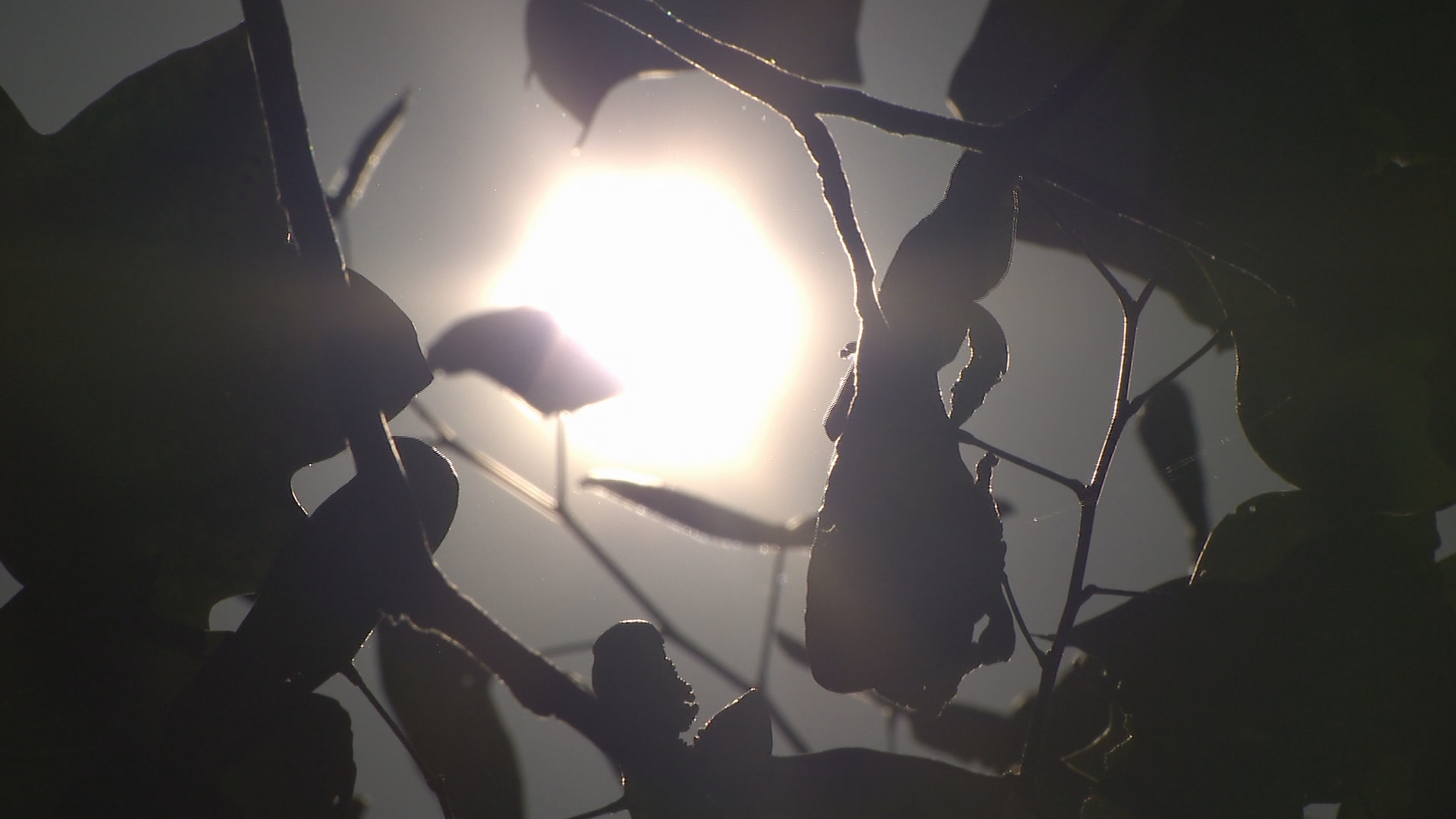 VUMC doctor warns of health risks from extreme heat