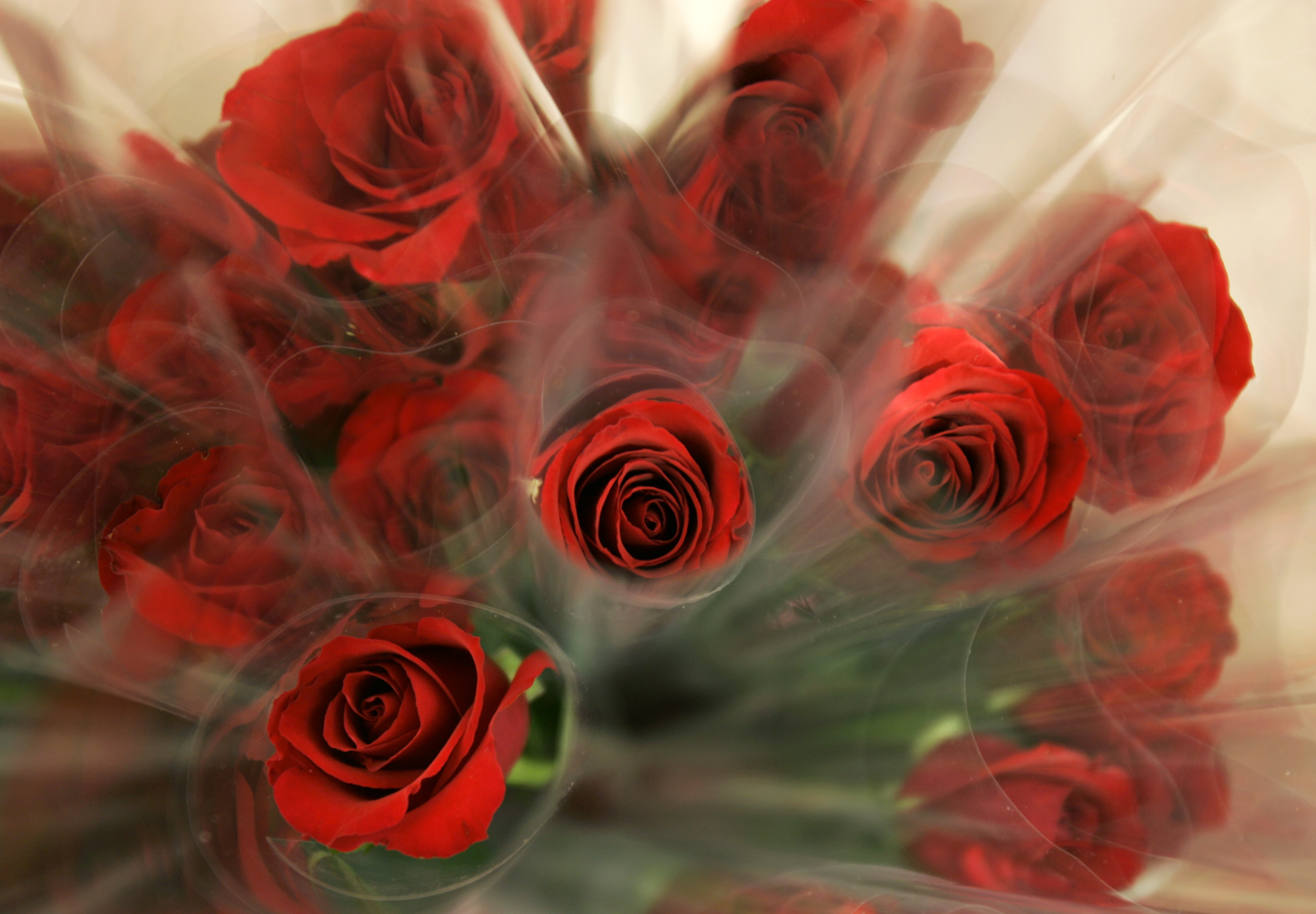 AP A PA USA Valentine Roses