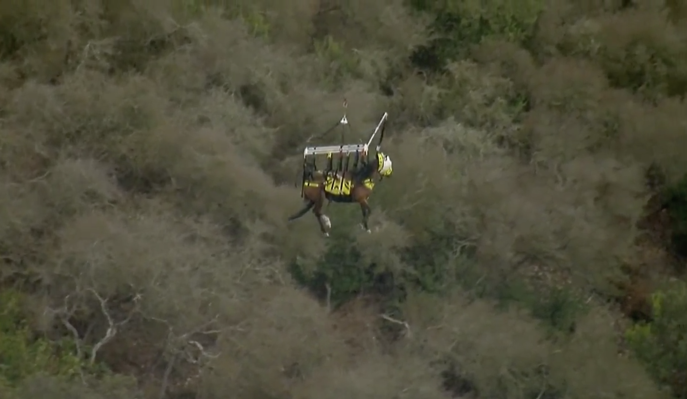 carmel valley horse rescue 07222021_2.png